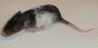 1male1.jpg