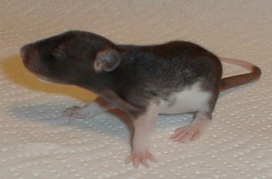 2male1.jpg