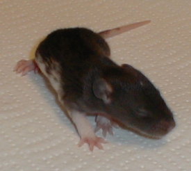 3male1.jpg