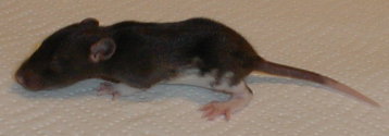 4male1.jpg