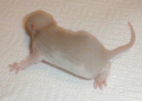 6male2.jpg