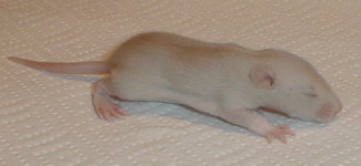 8male1.jpg