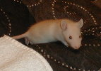 babes4wks1.jpg
