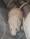 babes4wks3.jpg