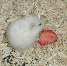 bartokstrawberry.jpg