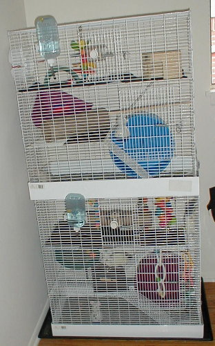 cages1.jpg