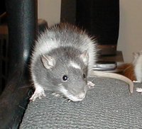 george1.jpg