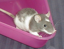 george2.jpg